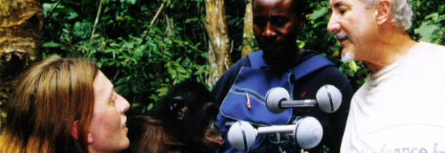 Bonobo, le hippie des grands singes